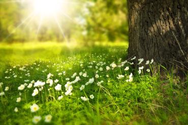 tree and grass